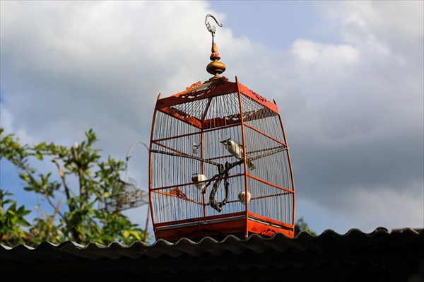 В юго-восточной азии птички, пожалуй, самое популярное домашнее
